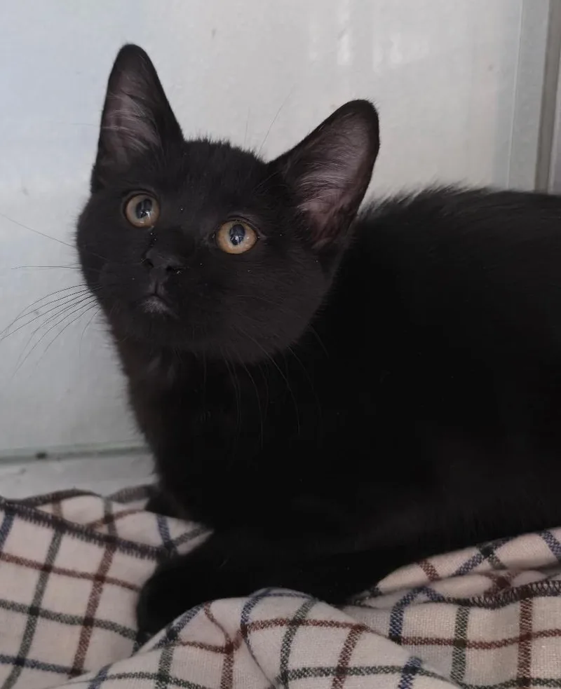A baby medium-sized female Domestic Short Hair cat named Florrie for adoption in Fort Lupton, CO