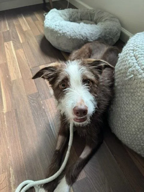 Frankie