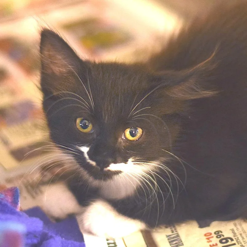 A baby small-sized female Domestic Long Hair cat named Carmen Sandiego for adoption in Belleville, IL