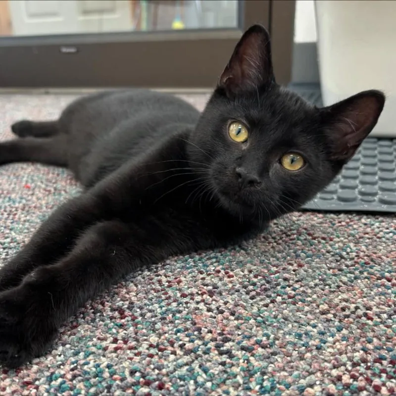A baby small-sized male Black Domestic Short Hair cat named Ward for adoption in Hamburg, NY