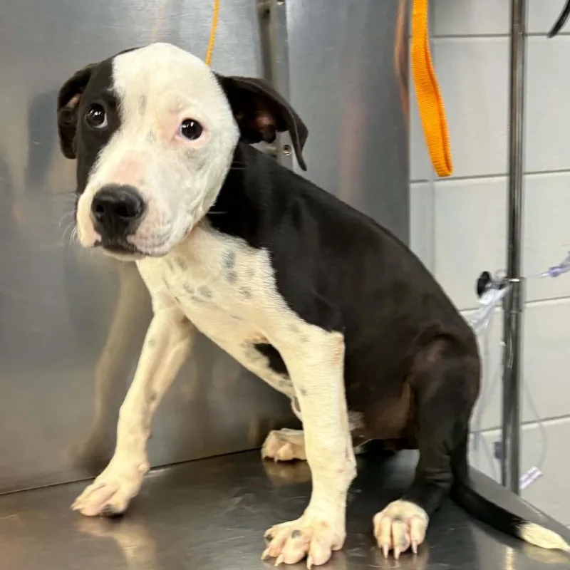 A baby medium-sized male White / Cream Pit Bull Terrier dog named Phantom for adoption in Griswold, CT