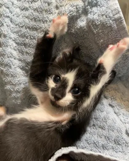 A baby small-sized male Domestic Short Hair cat named Spruce for adoption in Lawrenceville, GA