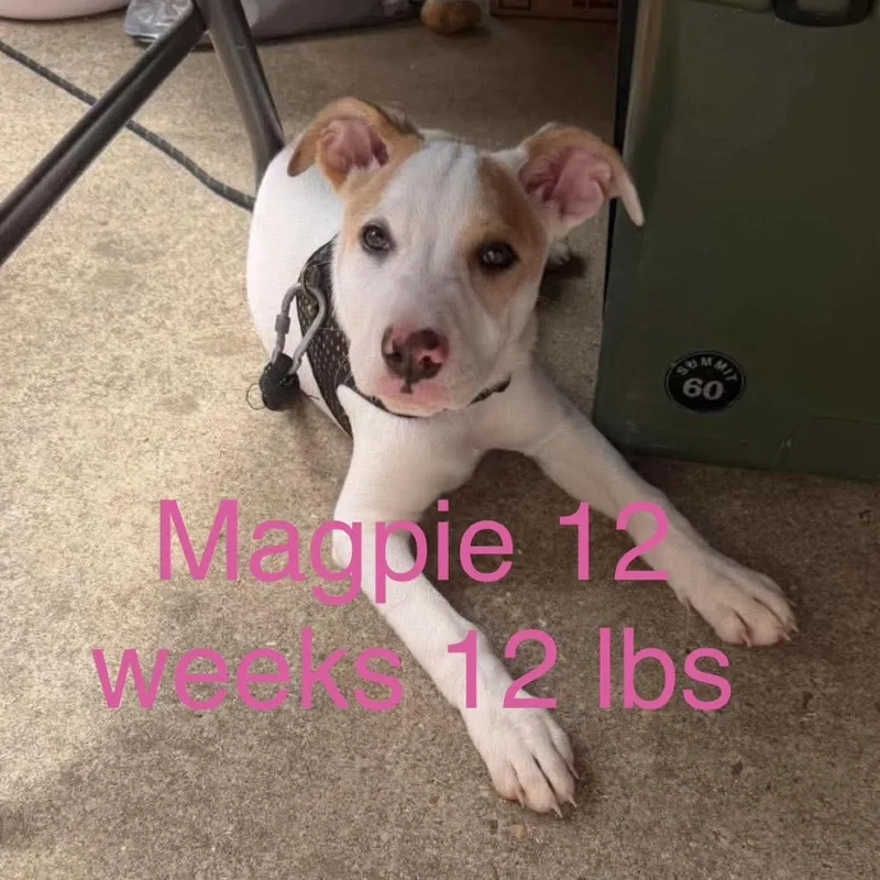 A baby small-sized female White / Cream Jack Russell Terrier dog named Magpie for adoption in Rockville, MD