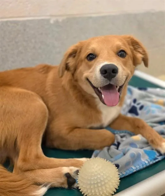 A young medium-sized male Labrador Retriever dog named Carl for adoption in Statesville, NC