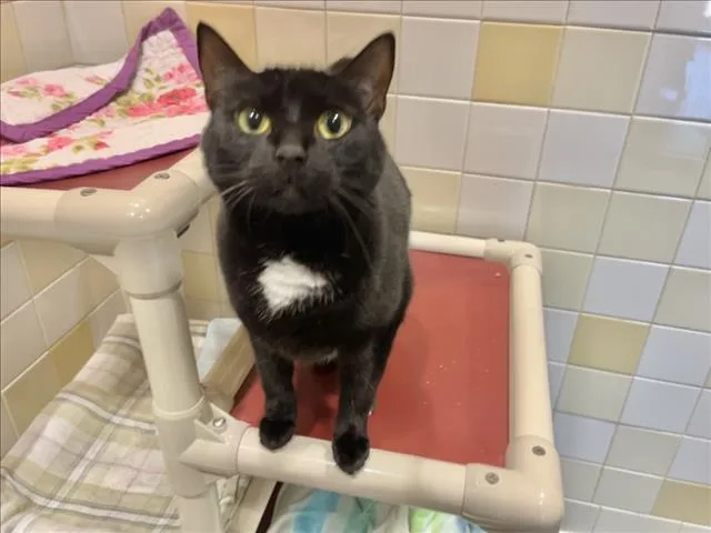 An adult medium-sized female Domestic Short Hair cat named Luna for adoption in Chapel Hill, NC