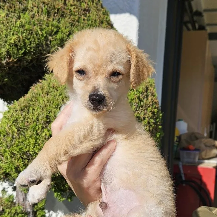 A baby small-sized male Brindle Chihuahua dog named Leo for adoption in Van Nuys, CA