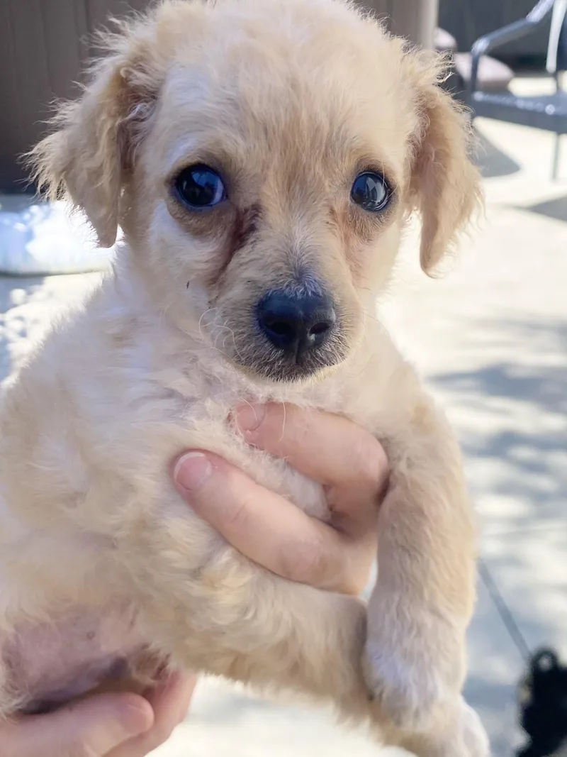 Leo thumbnail 4