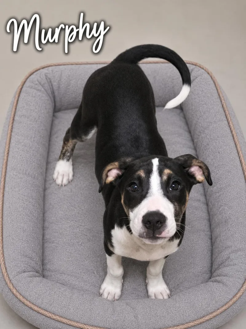 A baby medium-sized male Tricolor (Brown, Black, & White) Terrier dog named Murphy for adoption in Momence, IL