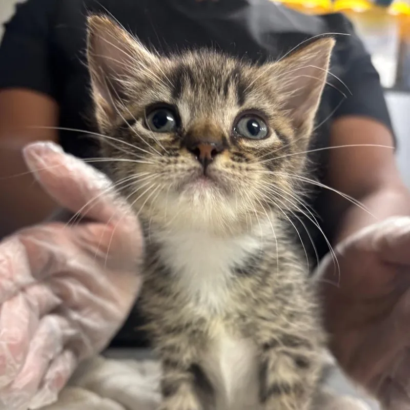 A baby small-sized female White Domestic Short Hair cat named Lori for adoption in Newark, NJ