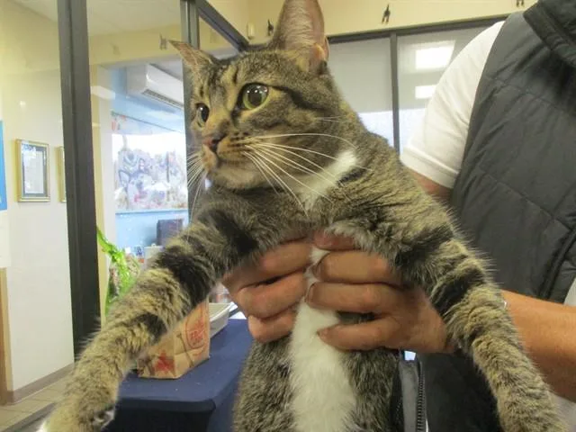 An adult small-sized female Domestic Short Hair cat named Gaia for adoption in Ocala, FL