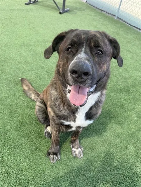 A young extra large-sized male Cane Corso dog named Teddy Bear for adoption in Castaic, CA