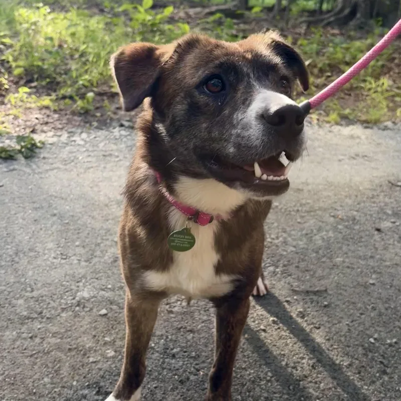 A young medium-sized female Shepherd dog named Lola for adoption in South Plainfield, NJ