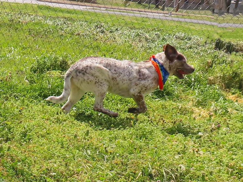 Flat Stanley  C thumbnail 3