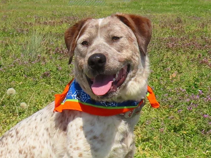 A young medium-sized male Australian Cattle Dog / Blue Heeler dog named Flat Stanley C for adoption in Rogers, AR