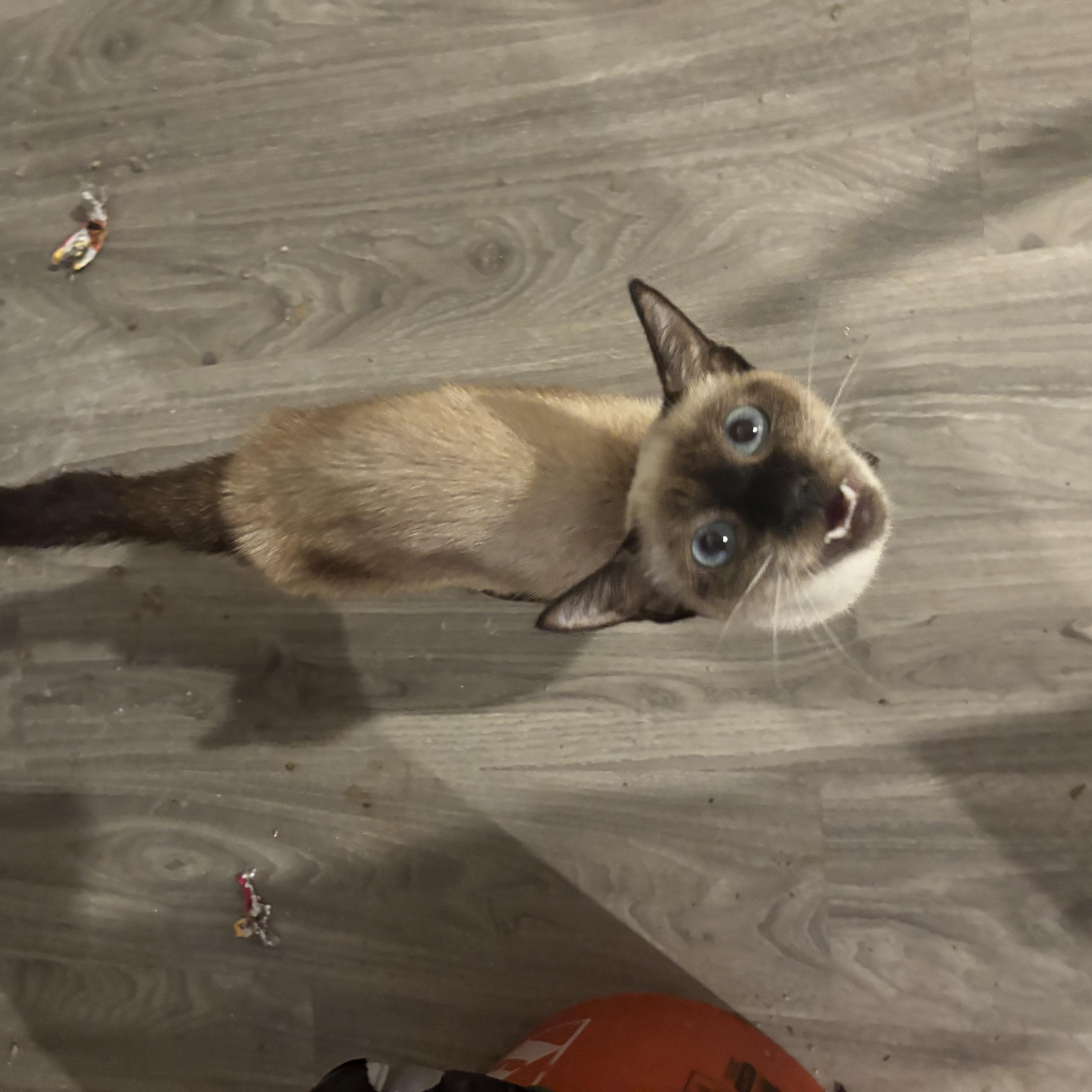 Ashley and Luna thumbnail 4