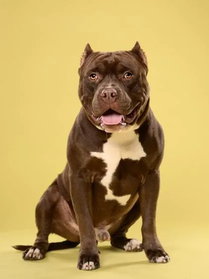 An adult medium-sized male Pit Bull Terrier dog named Saki for adoption in Atlanta, GA