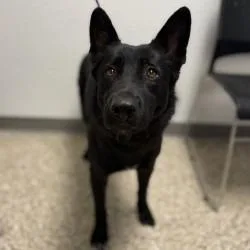 A young large-sized female Black Shepherd dog named Bridget for adoption in Bullhead City, AZ