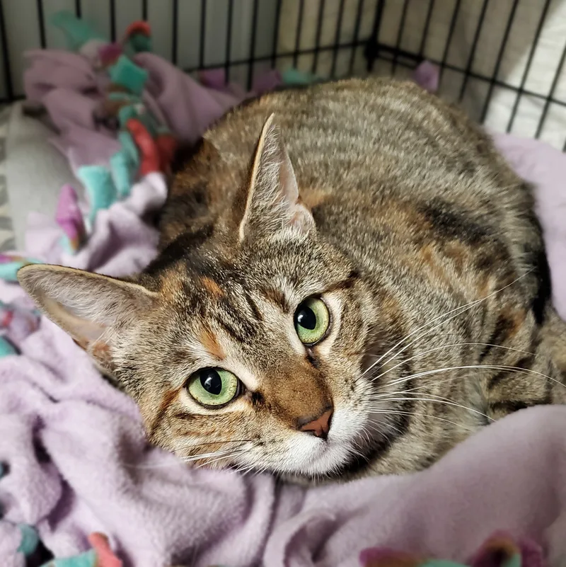 A young medium-sized female Domestic Short Hair cat named Ramona for adoption in Marseilles, IL