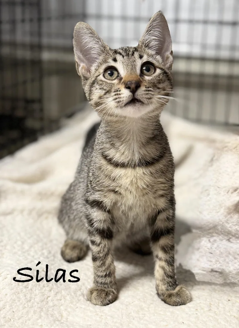 A baby medium-sized male Tabby (Gray / Blue / Silver) Domestic Short Hair cat named Silas for adoption in Pawleys Island, SC