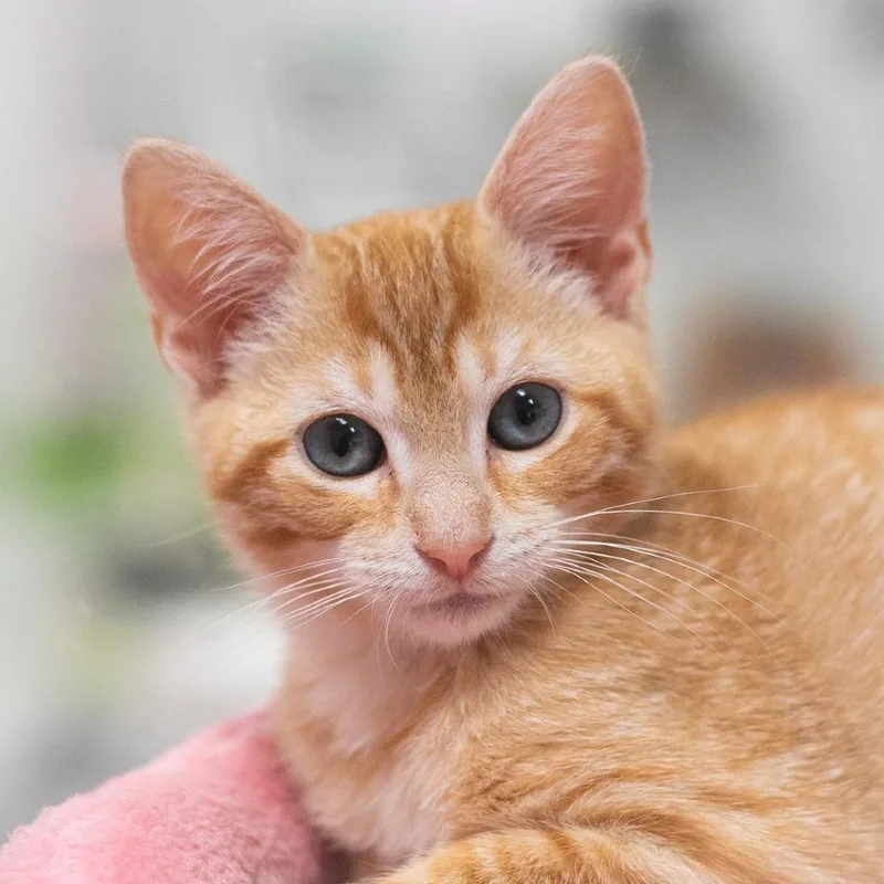 A baby small-sized female Orange / Red Domestic Short Hair cat named Prada for adoption in Ponte Vedra, FL