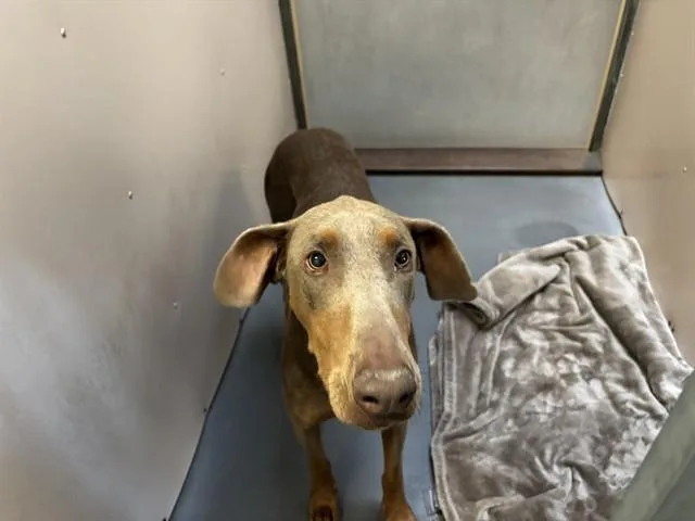An adult large-sized female Weimaraner dog named Scarlet for adoption in Antioch, CA