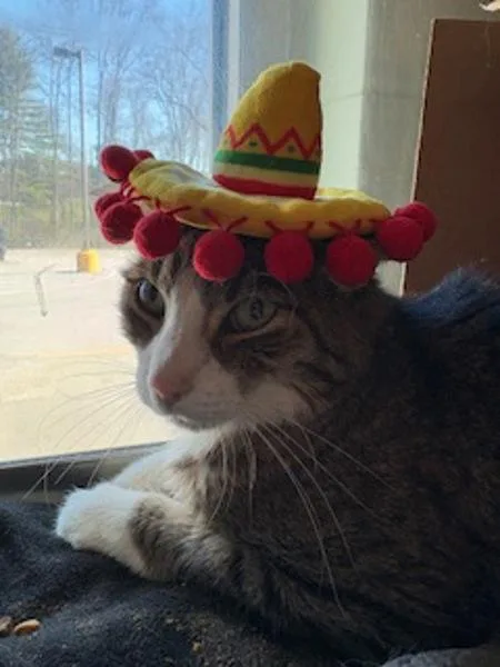 A senior medium-sized male Domestic Short Hair cat named Dozer for adoption in Stratham, NH