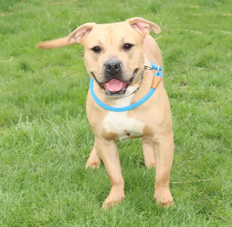 Lord Ribeye Iii thumbnail 2