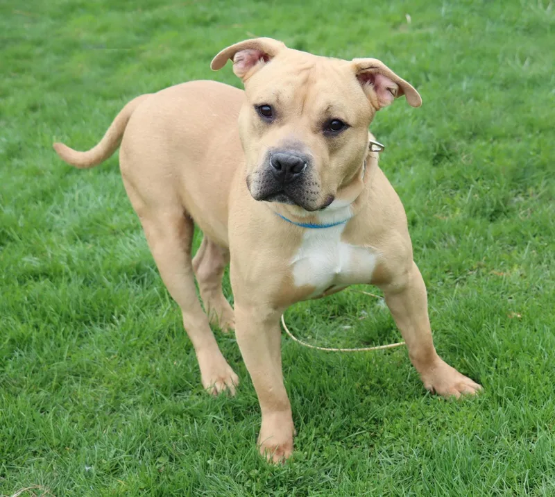 Lord Ribeye Iii thumbnail 3