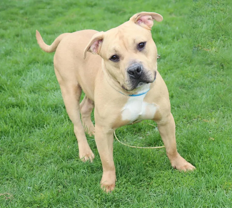 Lord Ribeye Iii thumbnail 4