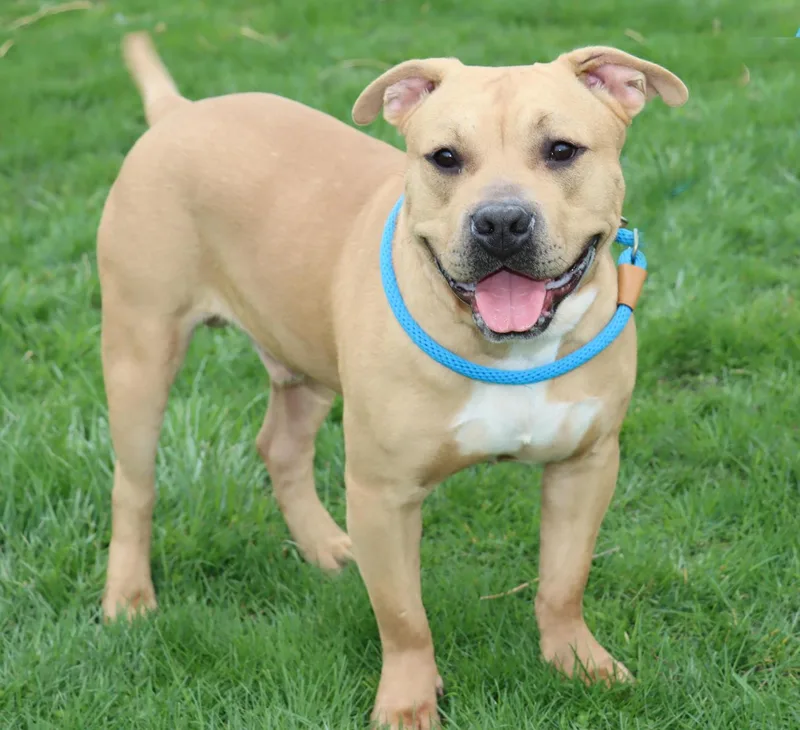 Lord Ribeye Iii thumbnail 5