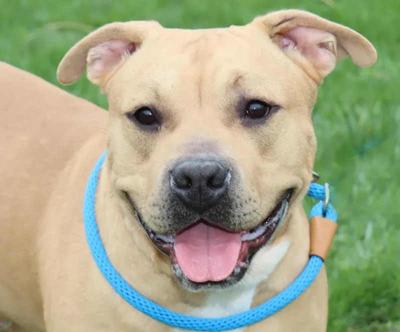 A young medium-sized male Yellow / Tan / Blond / Fawn American Staffordshire Terrier dog named Lord Ribeye Iii for adoption in Euclid, OH