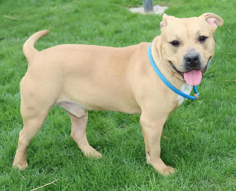 Lord Ribeye Iii thumbnail 6