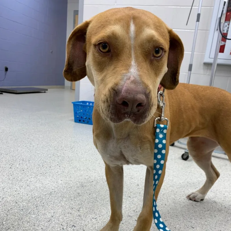 A senior large-sized female Yellow / Tan / Blond / Fawn Mixed Breed dog named Clover for adoption in Jacksonville, FL
