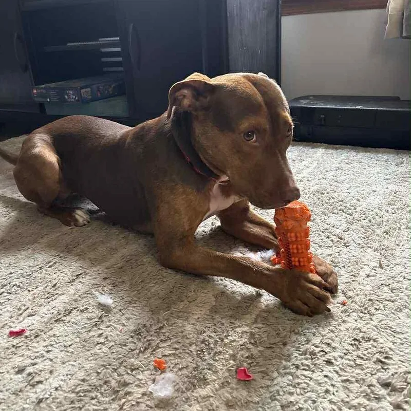 An adult medium-sized male Pit Bull Terrier dog named Ellison for adoption in Peachtree City, GA