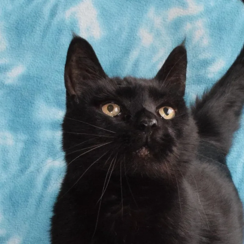 A senior medium-sized female Black American Shorthair cat named Couthy for adoption in Eureka, CA