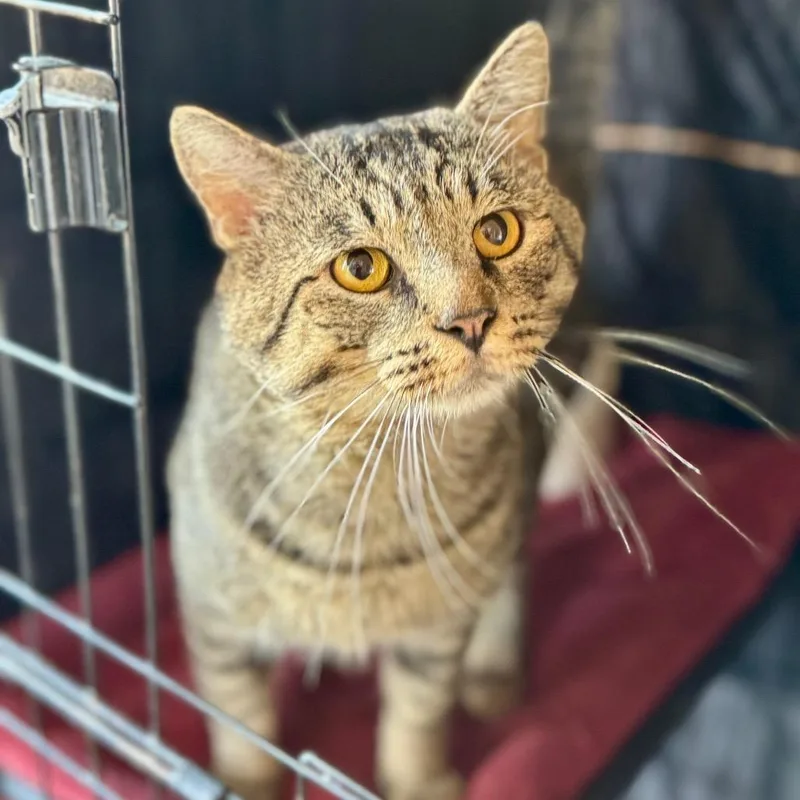 An adult small-sized male Brown / Chocolate Domestic Short Hair cat named Gomez for adoption in Fredericksburg, TX