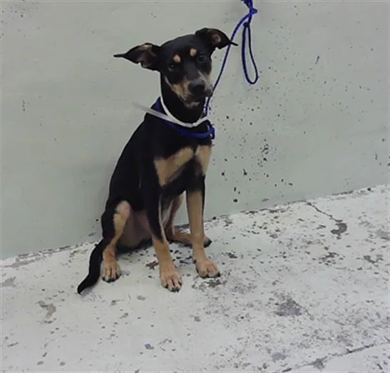 A young medium-sized female Miniature Pinscher dog named A for adoption in Houston, TX