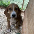 A baby small-sized female Yellow / Tan / Blond / Fawn Catahoula Leopard Dog dog named Birdie for adoption in Parrish, AL