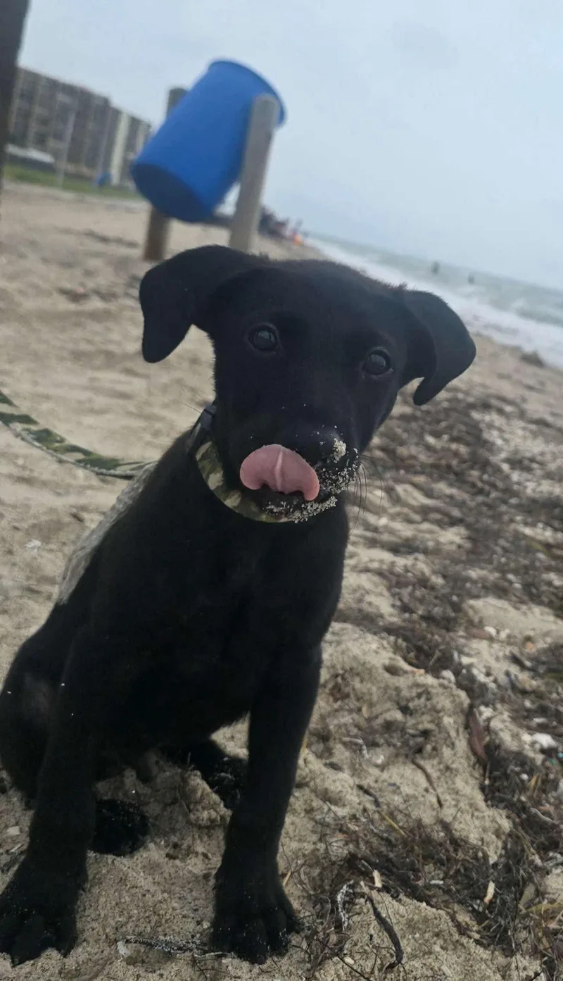 A baby large-sized male Labrador Retriever dog named Croc for adoption in New Baltimore, MI