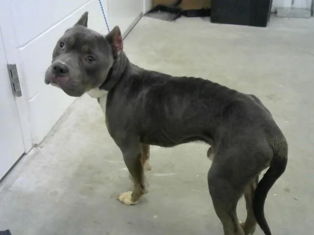 An adult medium-sized male Pit Bull Terrier dog named Rebel for adoption in Toledo, OH
