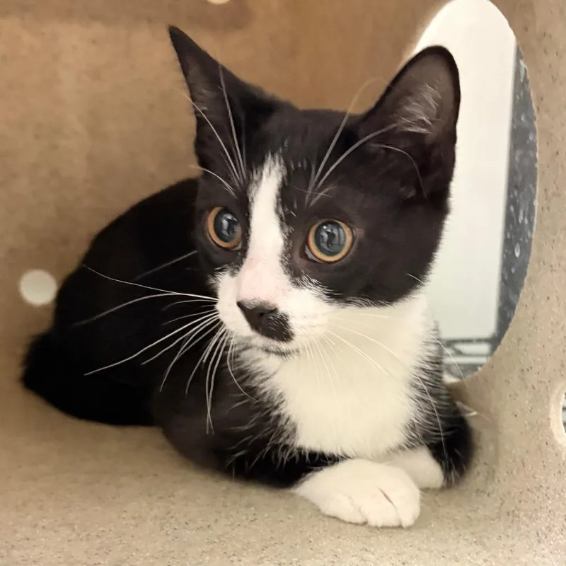 A baby small-sized female Black Domestic Short Hair cat named Oreo Cake for adoption in Philadelphia, PA
