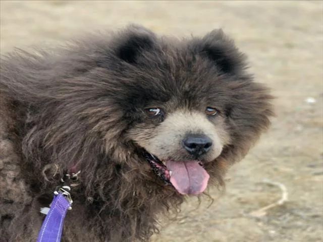 An adult medium-sized female Chow Chow dog named Chloe for adoption in Loveland, CO