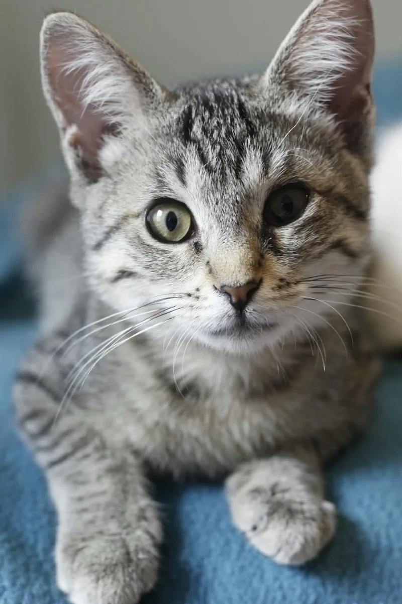 A young small-sized male Domestic Short Hair cat named Georgie S for adoption in Lockport, IL
