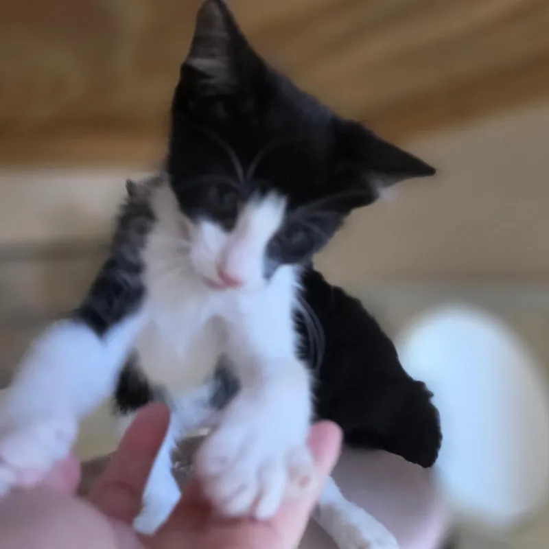 A baby small-sized male Black Domestic Short Hair cat named Oreo  Chino Hills for adoption in Chino Hills, CA