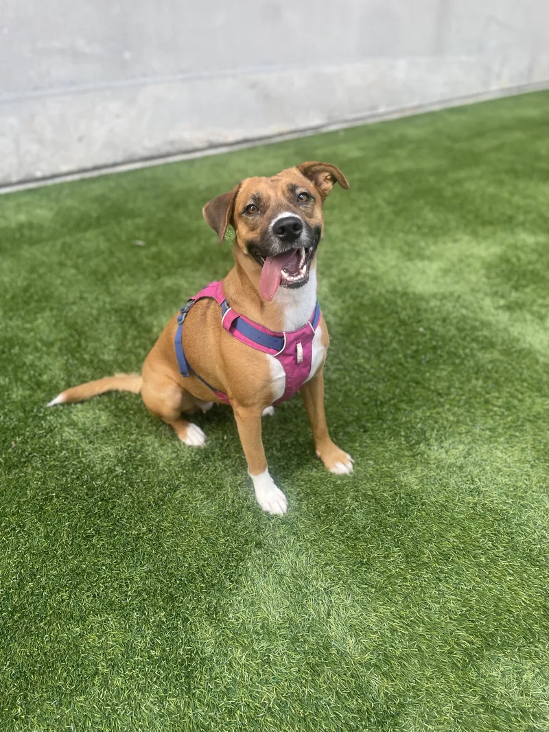 An adult medium-sized female Golden Hound dog named Rosie for adoption in Houston, TX