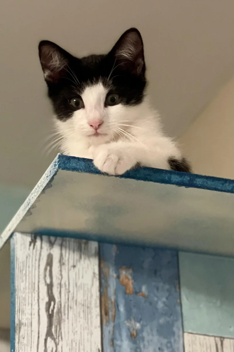 An adult medium-sized male Domestic Short Hair cat named Lune for adoption in Flint Hill, VA