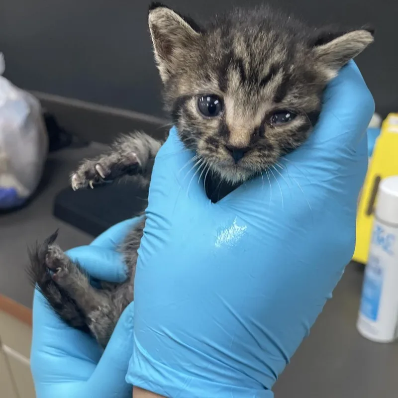 A baby small-sized male Brown / Chocolate Domestic Short Hair cat named Doug for adoption in Columbus, GA