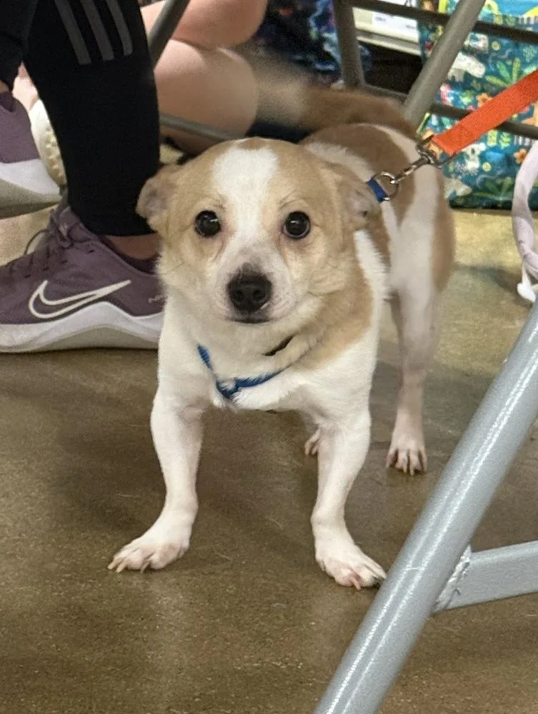 An adult small-sized male Chihuahua dog named Nacho for adoption in South Bend, IN