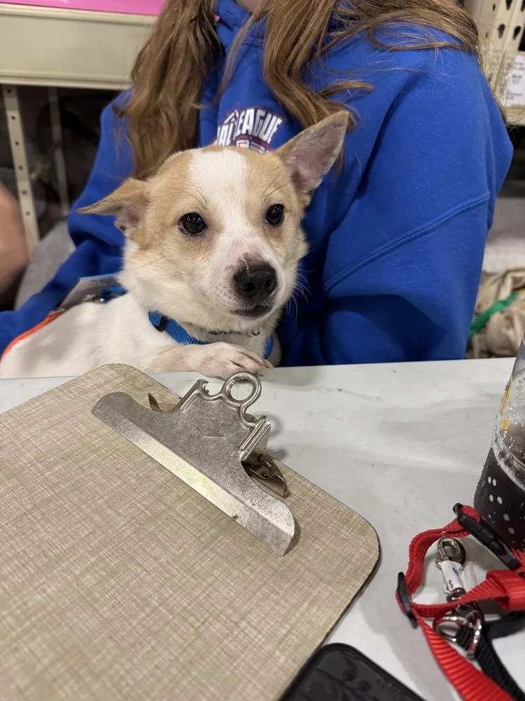 Nacho thumbnail 2