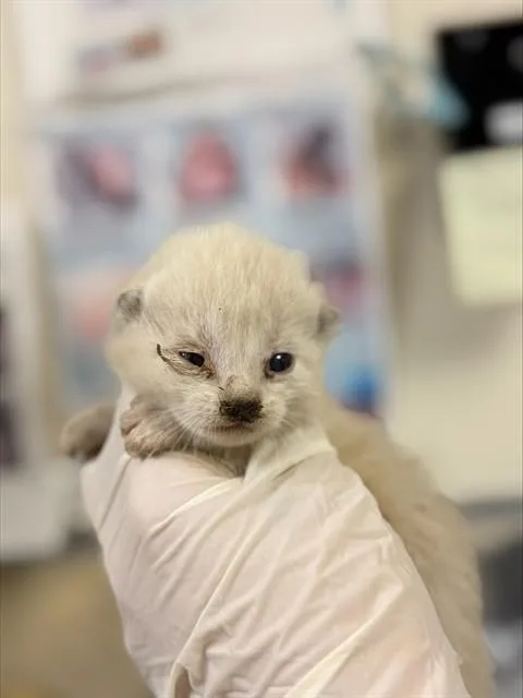A baby small-sized female Domestic Short Hair cat named Polar for adoption in Riverside, CA